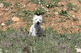 WESTIE 040